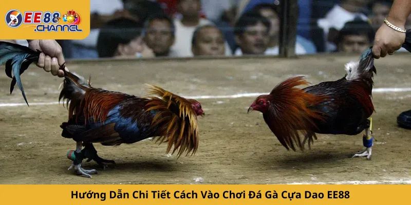 Hướng Dẫn Chi Tiết Cách Vào Chơi Đá Gà Cựa Dao EE88