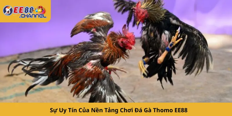 Sự Uy Tín Của Nền Tảng Chơi Đá Gà Thomo EE88